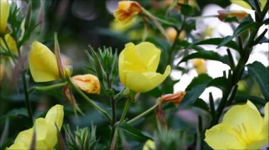 Evening primrose - güzel çiçekler akşamları açma