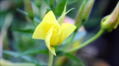 Akşam açılış evening primrose çiçekler