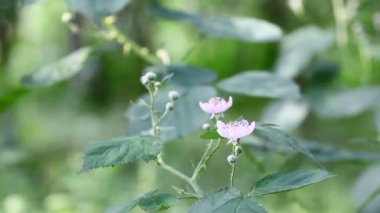 Rüzgar esiyor ve doğadan sesler ile yeşil bitkiler
