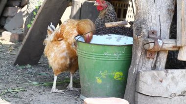 Bir kova tavuk içme suyu. Doğadan sesler