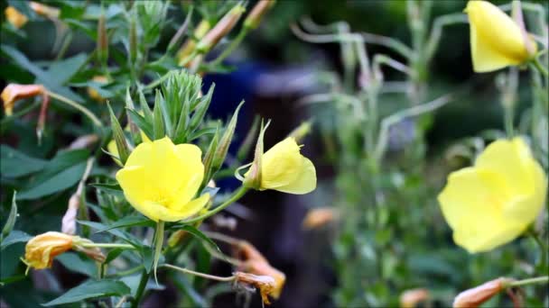 Evening primrose - mooie bloemen openen in de avond — Stockvideo