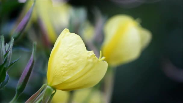 Evening primrose blommor öppna på kvällen — Stockvideo