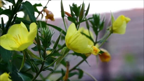 Evening primrose blommor öppna på kvällen — Stockvideo