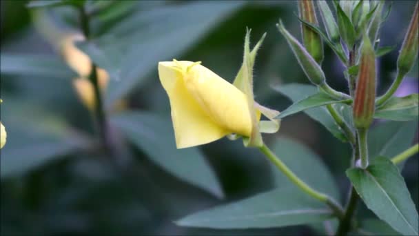 Evening primrose blommor öppna på kvällen — Stockvideo