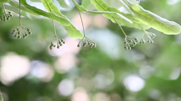Linden blad och knoppar med vinden blåser och ljud från naturen — Stockvideo