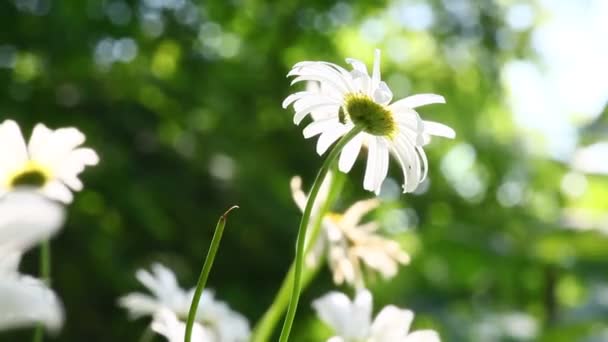 Daisies with wind blowing and sounds from nature — Stock Video