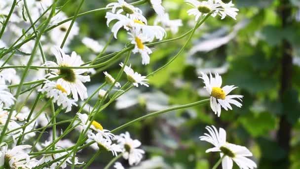 Margaritas con el viento soplando y sonidos de la naturaleza — Vídeos de Stock