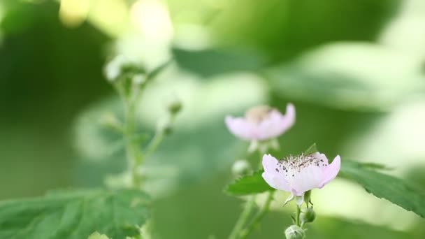 绿色的植物，与风和从自然的声音 — 图库视频影像