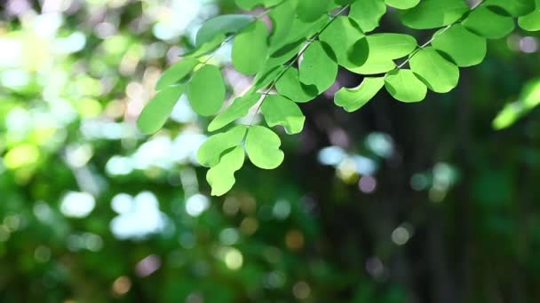 Folhas de gafanhoto com sopro de vento e sons da natureza — Vídeo de Stock