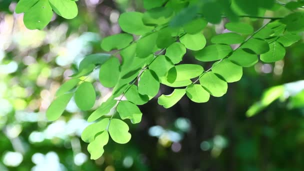 Folhas de gafanhoto com sopro de vento e sons da natureza — Vídeo de Stock