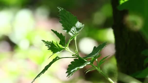 Groene planten met wind waait en geluiden uit de natuur — Stockvideo