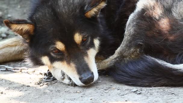 Söt hund i kedjor, vila. Ljud från naturen — Stockvideo