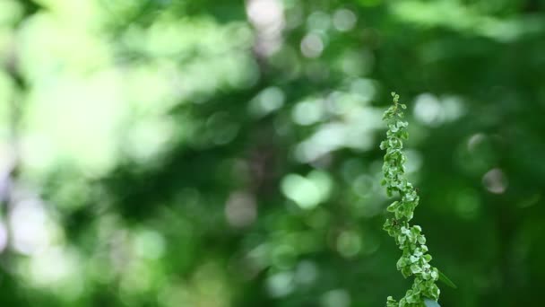 Zelené rostliny s vane vítr a zvuky z přírody — Stock video