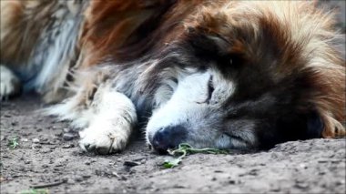 Yaşlı ve hasta köpek dinleniyor. Doğadan sesler
