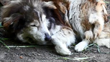 Yaşlı ve hasta köpek dinleniyor. Doğadan sesler