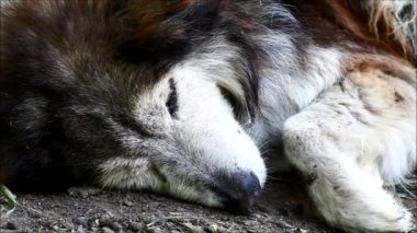 Yaşlı ve hasta köpek dinleniyor. Doğadan sesler