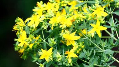 Çiçek ve rüzgar üfleme ile Hypericum perforatum bitki. Doğadan sesler