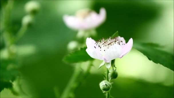 Πράσινα φυτά, λουλούδια και βλάστηση με άνεμο που φυσά και ήχο από τη φύση — Αρχείο Βίντεο