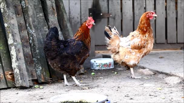 Kippen en haan in de achtertuin. Geluiden uit de natuur — Stockvideo