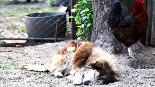 Ένα γέρικο και άρρωστο σκυλί ξεκουράζεται. Ήχοι από τη φύση — Αρχείο Βίντεο
