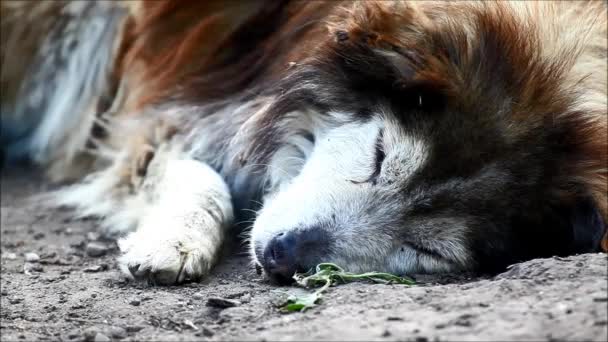 Perro viejo y enfermo descansando. Sonidos de la naturaleza — Vídeo de stock