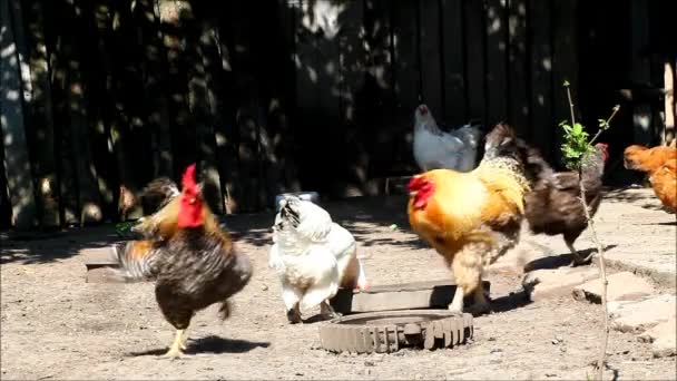 Arka bahçede hens ve horoz var. Doğadan sesler — Stok video