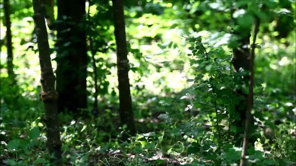 绿色植物，花卉和植被与风吹和声音从自然 — 图库视频影像