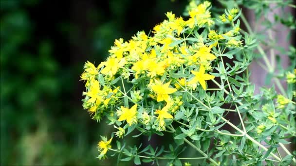 Hipericum perforatum planta con flores y viento soplando. Sonidos de la naturaleza — Vídeo de stock