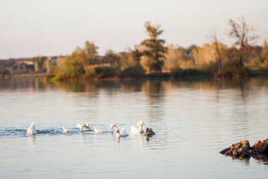 Sonbahar yaprakları ve huysuz ışık ile sonbahar manzara
