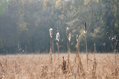 Sonbahar yaprakları ve huysuz ışık ile sonbahar manzara