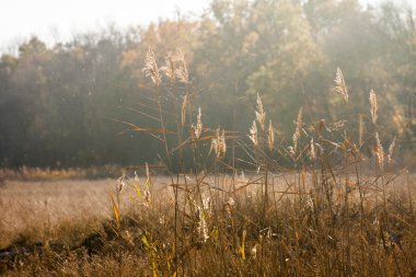 Sonbahar yaprakları ve huysuz ışık ile sonbahar manzara