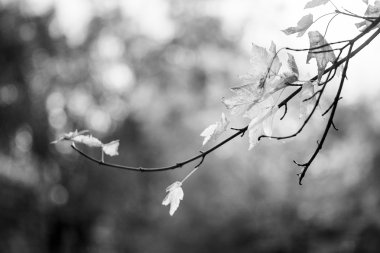 Sonbahar yaprakları ve huysuz ışık ile sonbahar manzara