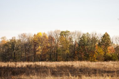 Sonbahar yaprakları ve huysuz ışık ile sonbahar manzara