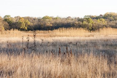 Sonbahar yaprakları ve huysuz ışık ile sonbahar manzara