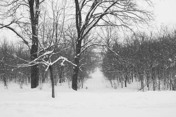 Vinterlandskap i parken – stockfoto