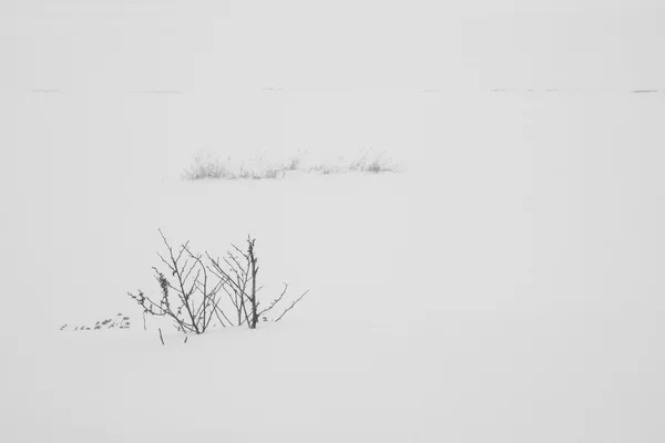 Vinterlandskap i parken — Stockfoto