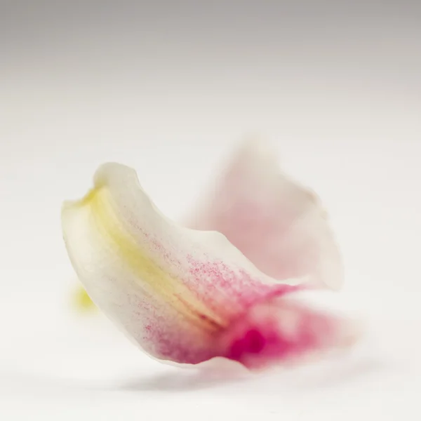 Beautiful lily petal — Stock Photo, Image