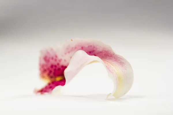 Beautiful lily petal — Stock Photo, Image