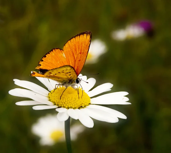 Small, colorful, beautiful butterfly on a dried plant with natural background — Stock Photo, Image