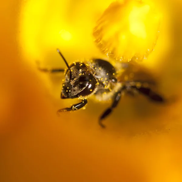 Details of a honey bee inside pumpkin flower — Stock Photo, Image