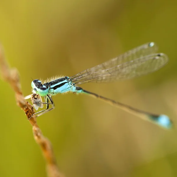Modrá vážka na zelených rostlin s řekou v pozadí — Stock fotografie