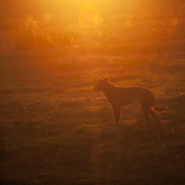 Dog silhouette in the sunset light — Stock Photo, Image