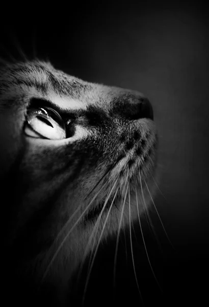 Black and white young cat profile — Stock Photo, Image