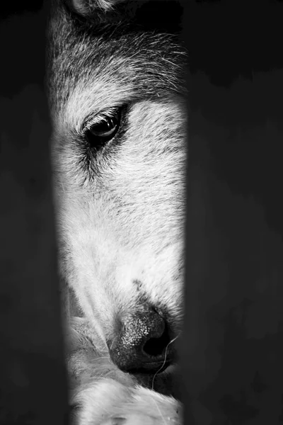 Ça fait partie d'un visage et d'un œil de chien triste. Photographie noir et blanc — Photo