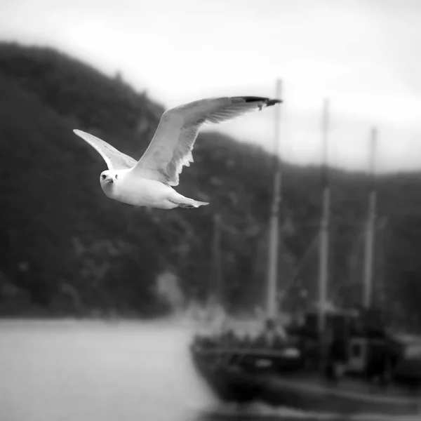 Blanco y negro, hermosa gaviota volando en el cielo azul con la nave en el fondo — Foto de Stock