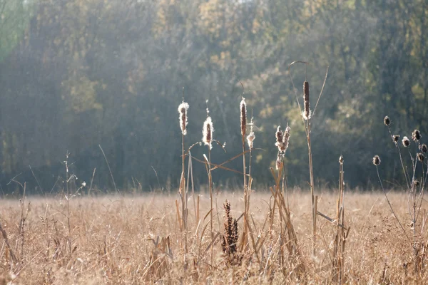Sonbahar yaprakları ve huysuz ışık ile sonbahar manzara