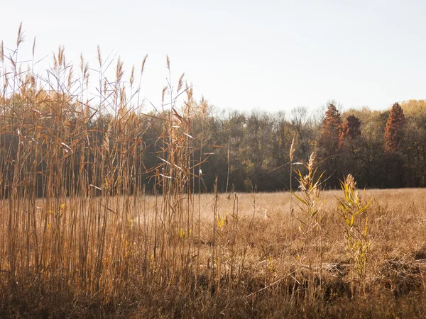 Herfst landschap met najaar bladeren en humeurig licht — Stockfoto