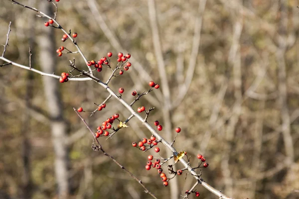 Sonbahar yaprakları ve huysuz ışık ile sonbahar manzara