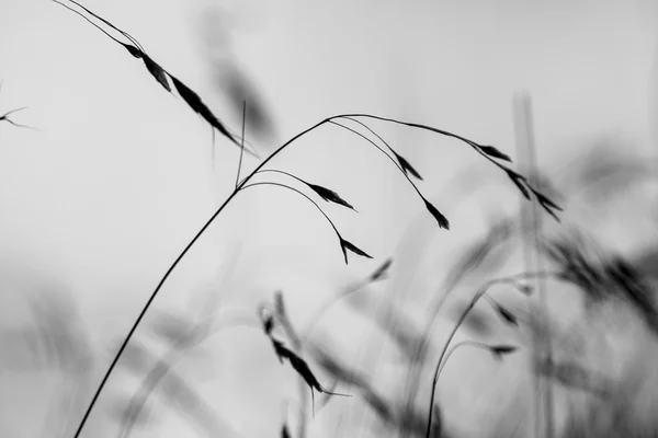 Abstracte, zwarte en witte samenstelling met oren — Stockfoto