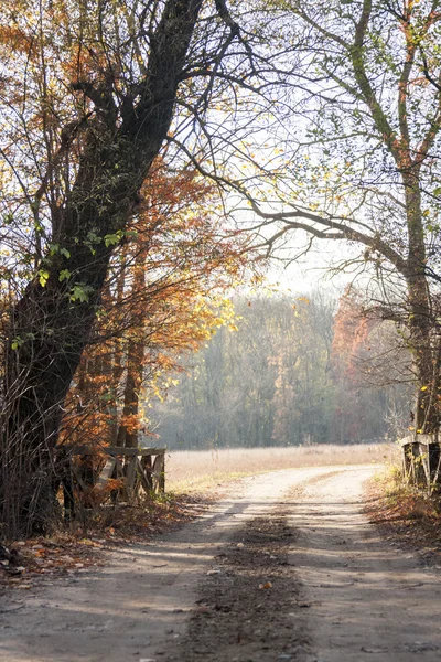 Paisaje otoñal con hojas de otoño y luz malhumorada — Foto de Stock